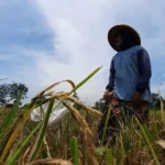 Cerita Kliwon “Ngasak” Padi Demi Cukupi Kebutuhan Anak