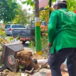 Trotoar Diperlebar, Disperkim Pindahkan Sementara Tanaman Jalan Pahlawan