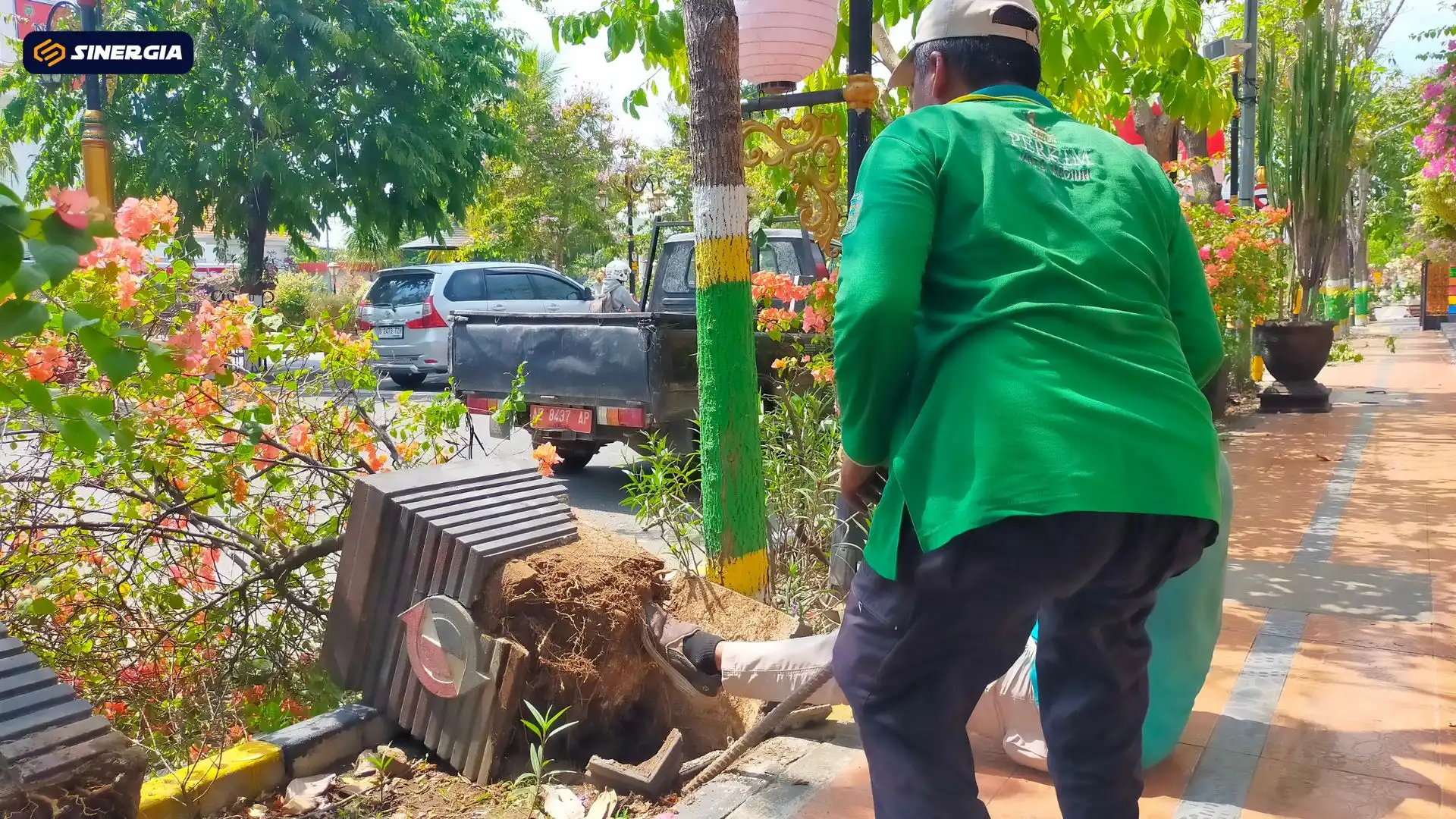 Trotoar Diperlebar, Disperkim Pindahkan Sementara Tanaman Jalan Pahlawan