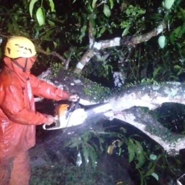 Diterjang Hujan dan Angin Kencang, Pohon Mangga RobohTimpaRumah Warga