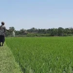 Harga Pupuk Subsidi Turun, Ini Harga per Sak Sekarang