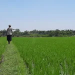 Petani Magetan Akui Distribusi Pupuk Lebih Mudah, Serapan Capai 60 Persen