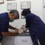 Kendalikan Populasi, Pemkot Madiun Gelar Sterilisasi Kucing