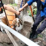 Damkar dan Relawan Evakuasi Kambing Tercebur ke Sumur Sedalam 13 Meter