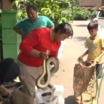 Puluhan Satwa Liar Diselamatkan, JSI Serahkan 34 Ekor ke BBKSDA Jatim