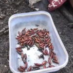 Musim Entong Tiba! Warga Banyubiru Berburu ‘Lauk Gurih’, Laris Dijual Rp20 Ribu Segelas