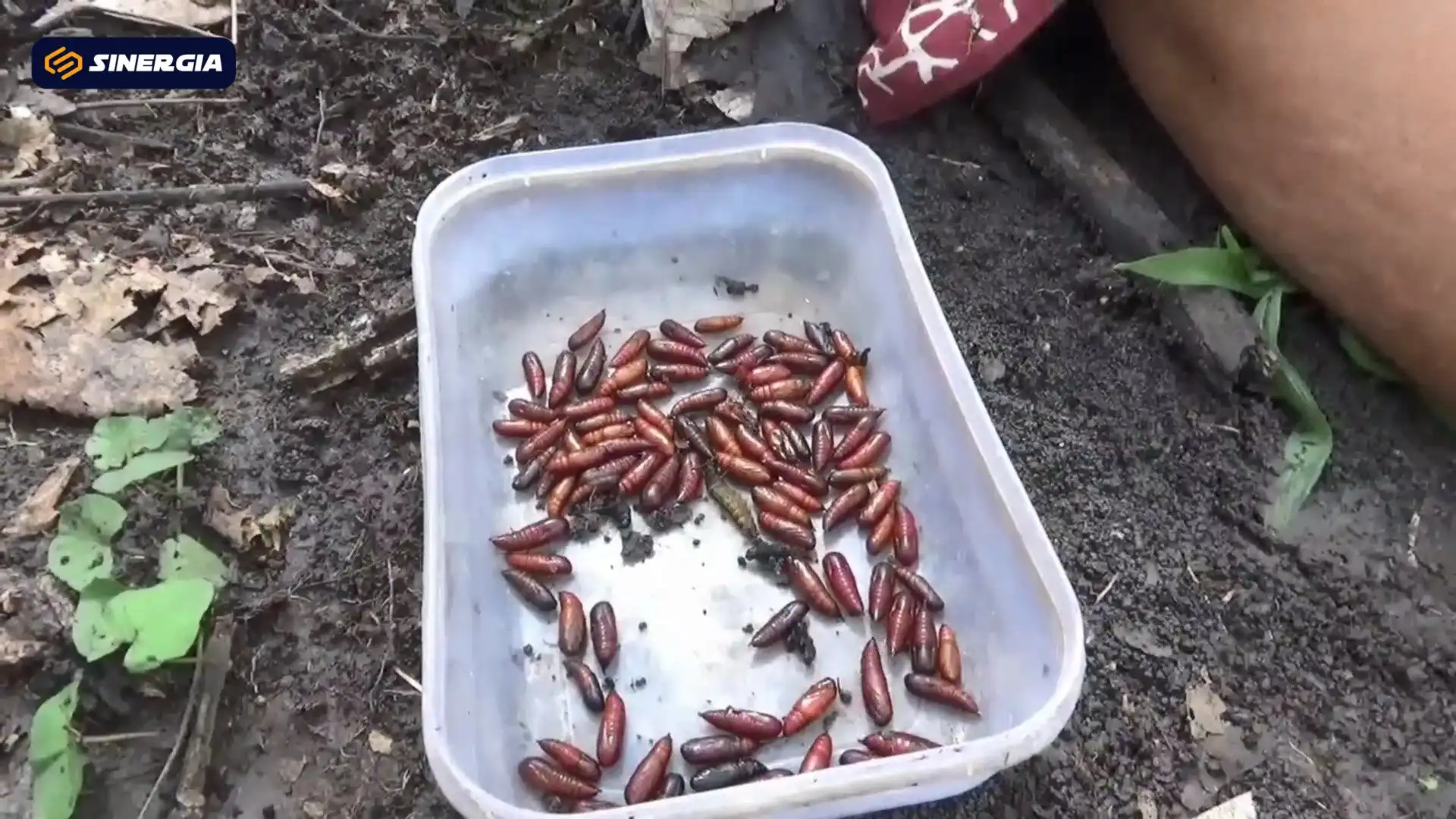Musim Entong Tiba! Warga Banyubiru Berburu ‘Lauk Gurih’, Laris Dijual Rp20 Ribu Segelas
