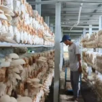 Musim Hujan Jadi Berkah, Pembudidaya Jamur Tiram Madiun Raup Untung Berlipat
