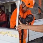 Lutung Jawa Tersengat Listrik di Ngawi, Alami Luka Bakar Parah