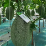Jatera Agro, Wisata Petik Melon Edukatif dari BUMDes Karya Maju Jambangan