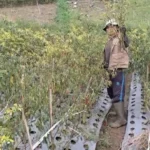 Hujan Tiga Pekan Rusak Lahan Sayur, Petani di Magetan Pilih Bongkar Tanaman Siap Panen