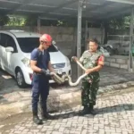 Babinsa Manguharjo Tangkap Ular Sanca 2,5 Meter yang Mangsa Ayam Warga