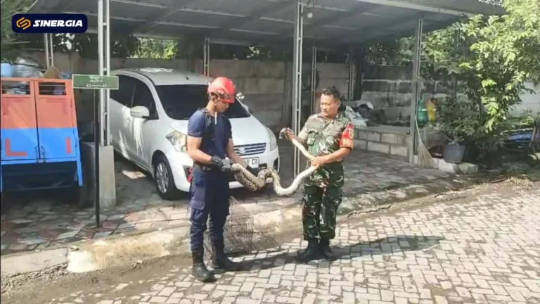 PENANGKAPAN ULAR SANCA