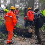 Pohon Pasang Tumbang Tutup Total Jalan Sarangan–Cemorosewu, Akses Sempat Lumpuh