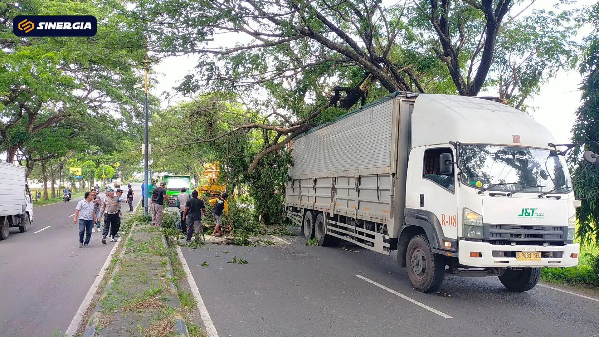 Tersangkut Truk, Dahan Pohon Trembesi Besar Ambruk Tutup Jalan Ring Road, Lalu Lintas Macet
