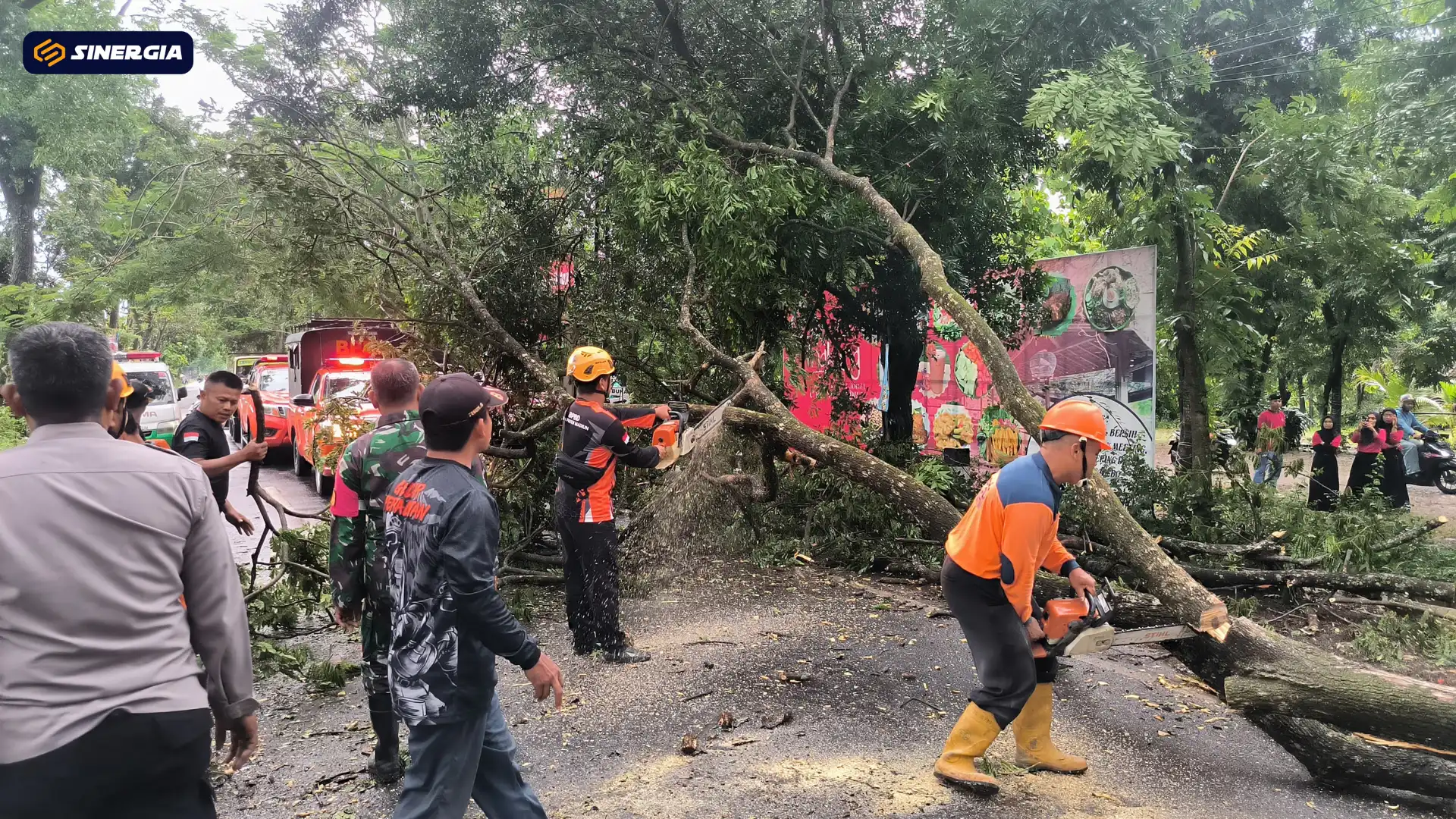 Pohon Tumbang Tutup Akses Jalan Mojopurno–Dungus, Akses Lalu Lintas Tersendat