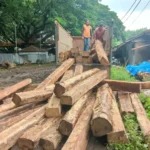 Puluhan Kayu Jati Diduga Ilegal Disita di Madiun, Tiga Orang Diamankan