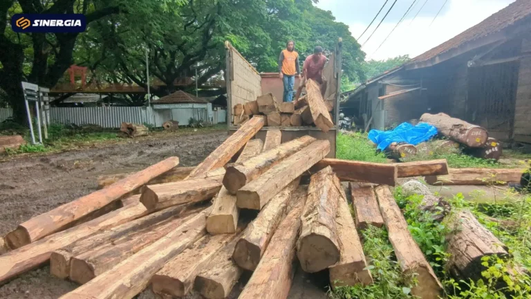 PULUHAN KAYU JATI ILEGAL