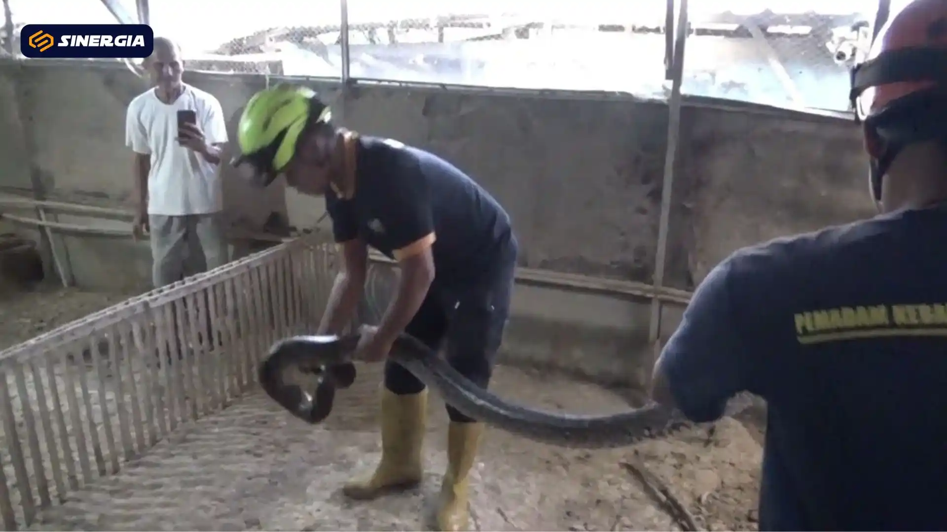 Damkar Evakuasi Ular Sanca Pemangsa Ternak Warga