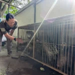 Warga Madiun Disidang Karena Pelihara Landak Jawa, BKSDA : Itu Satwa Dilindungi