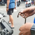 Ngeri! Ular Bersarang di Motor Warga Magetan, Damkar Turun Tangan Evakuasi