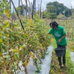 Harga Tomat dan Cabai di Kare Pulih Jelang Nataru, Petani Siap Pasok Pasar