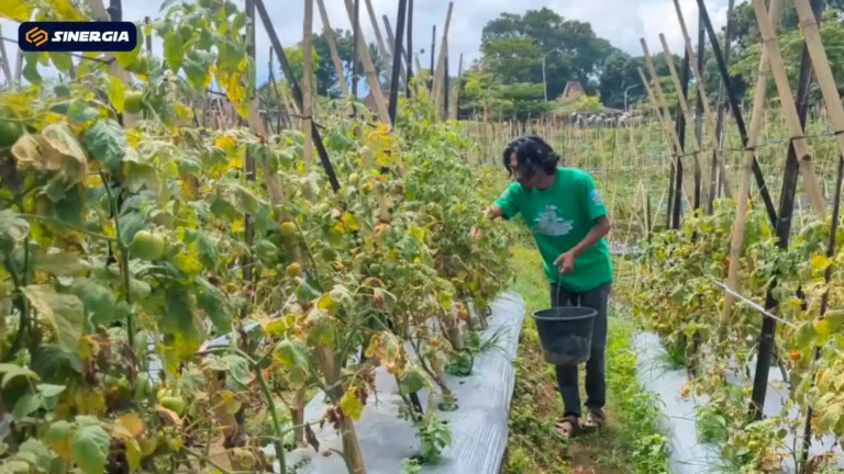 HARGA TOMAT DAN CABAI PULIH