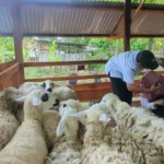 Salurkan Hibah Ternak dan Rumah Kompos, DKPP Dorong KWT dan Peternak Maju Berkembang 