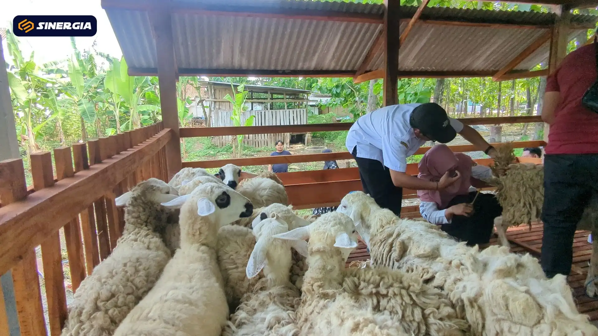 Salurkan Hibah Ternak dan Rumah Kompos, DKPP Dorong KWT dan Peternak Maju Berkembang 