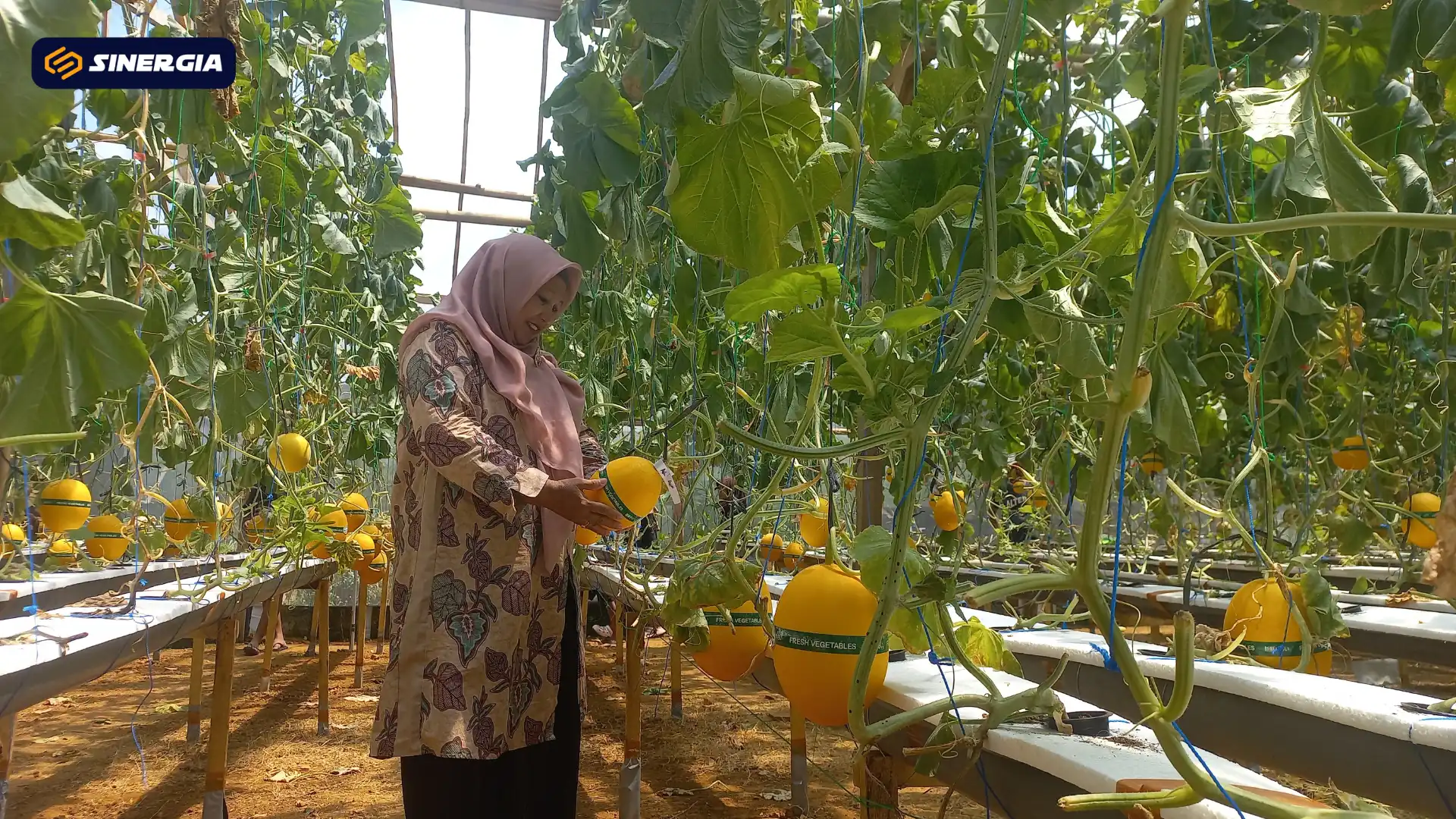 Wisata Petik Melon Hidroponik di Madiun, Kisah Mantan TKI yang Bangkitkan Ekonomi Desa