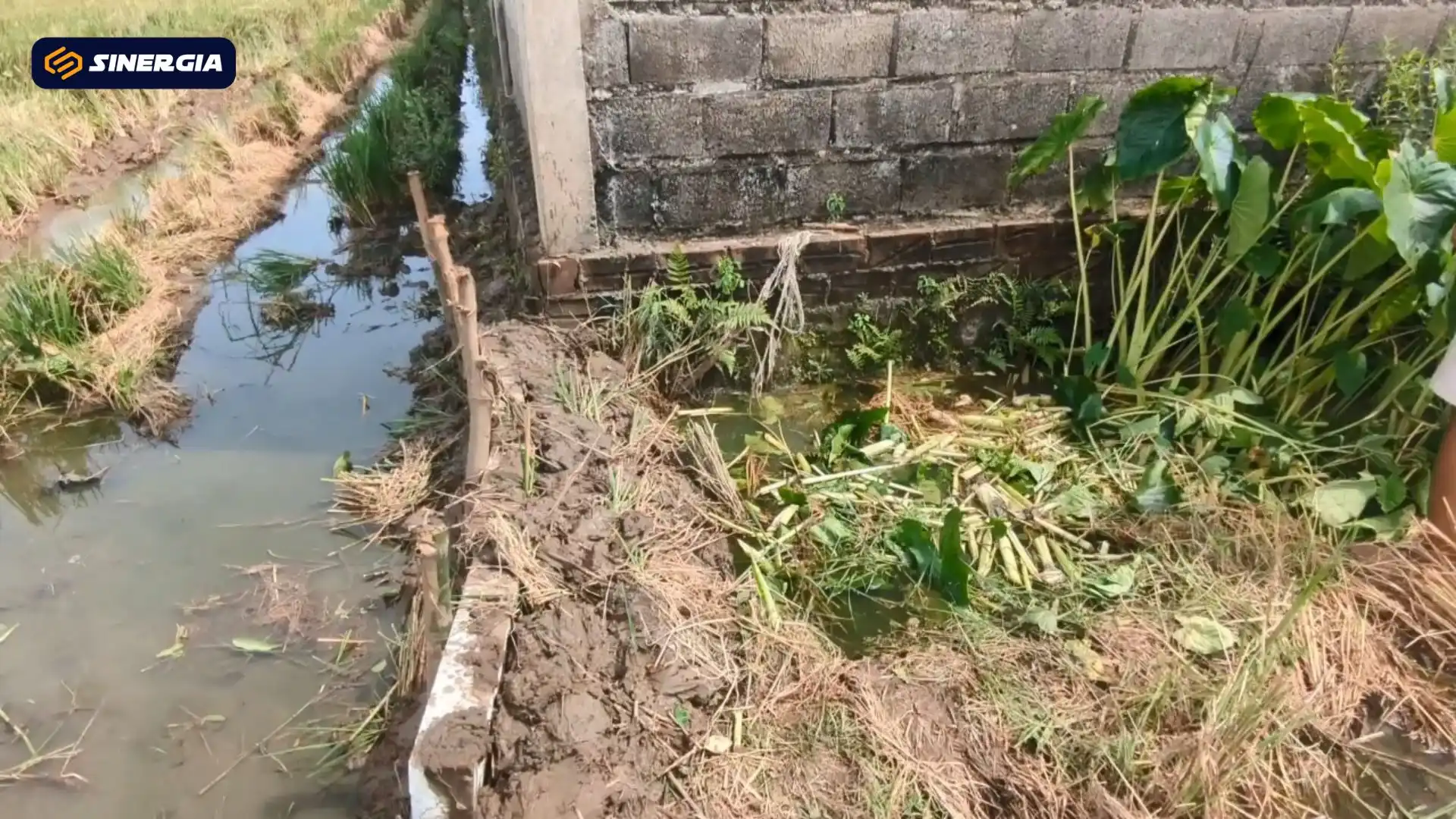 Petani Madiun Keluhkan Sawah Tercemar Limbah Diduga dari SPPG