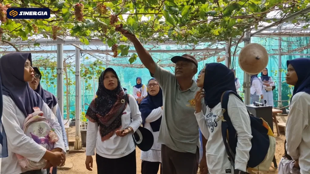 Sensasi Petik Anggur Aneka Varietas Di&hellip;