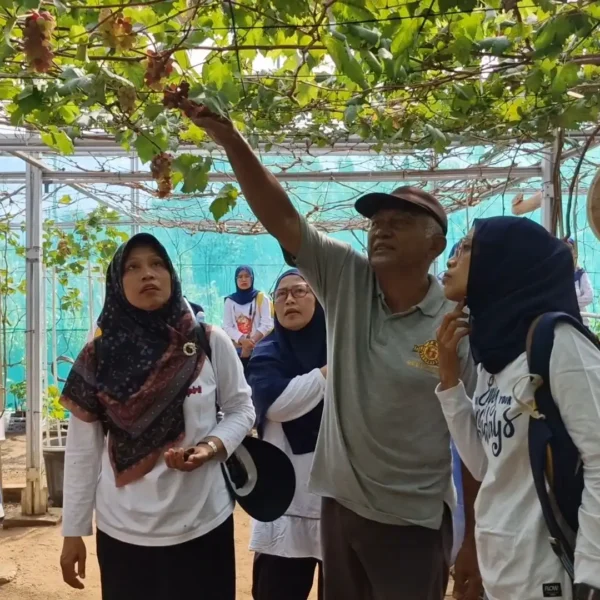 Sensasi Petik Anggur Aneka Varietas Di Greenhouse Mas Ari Ponorogo