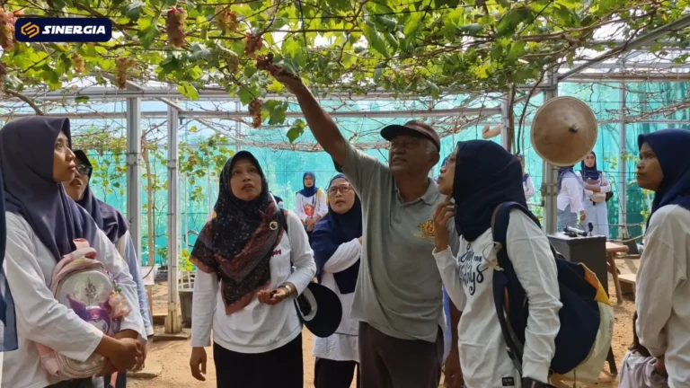 SENSASI PETIK ANGGUR