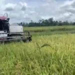 Harga Padi Turun, Ini Temuan Tim Ekspedisi Patriot IPB Kendala Pertanian di Mahalona