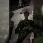 Anak SMP Dianiaya Karena Diduga Curi Velg Truk, Aktivis Desak Penegakan Hukum