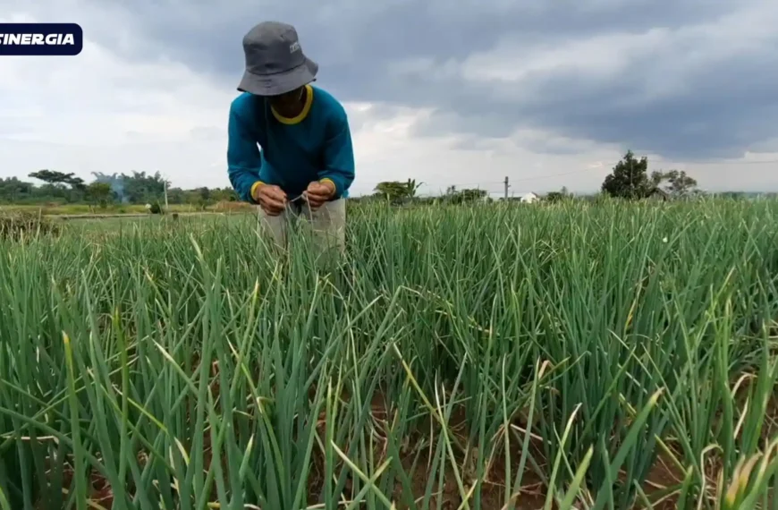 Harga Jual Anjlok, Petani Bawang Merah di Magetan Makin Merana Akibat Serangan Hama