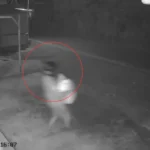 Terekam CCTV, Pencurian Dua Karung Gabah di Ponorogo Viral di Media Sosial