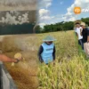 Bulog Madiun Targetkan Serapan Gabah 100.120 Ton dan Jagung 10.105 Ton di Tahun 2026