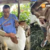 Teror Hewan Liar Serang Kambing Warga Dagangan, DKPP Madiun Turunkan Tim