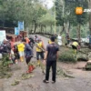 Cuaca Ekstrem Terjang Telaga Sarangan, Pohon Kersen Besar Roboh Timpa Jaringan Telekomunikasi
