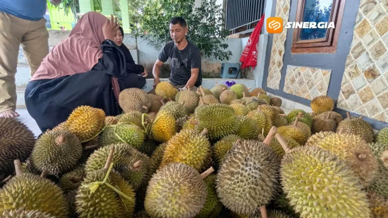 DUREN 1