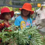 Sajikan Konsep Hey Day, Nusantara Edupark Diserbu Ribuan Pengunjung