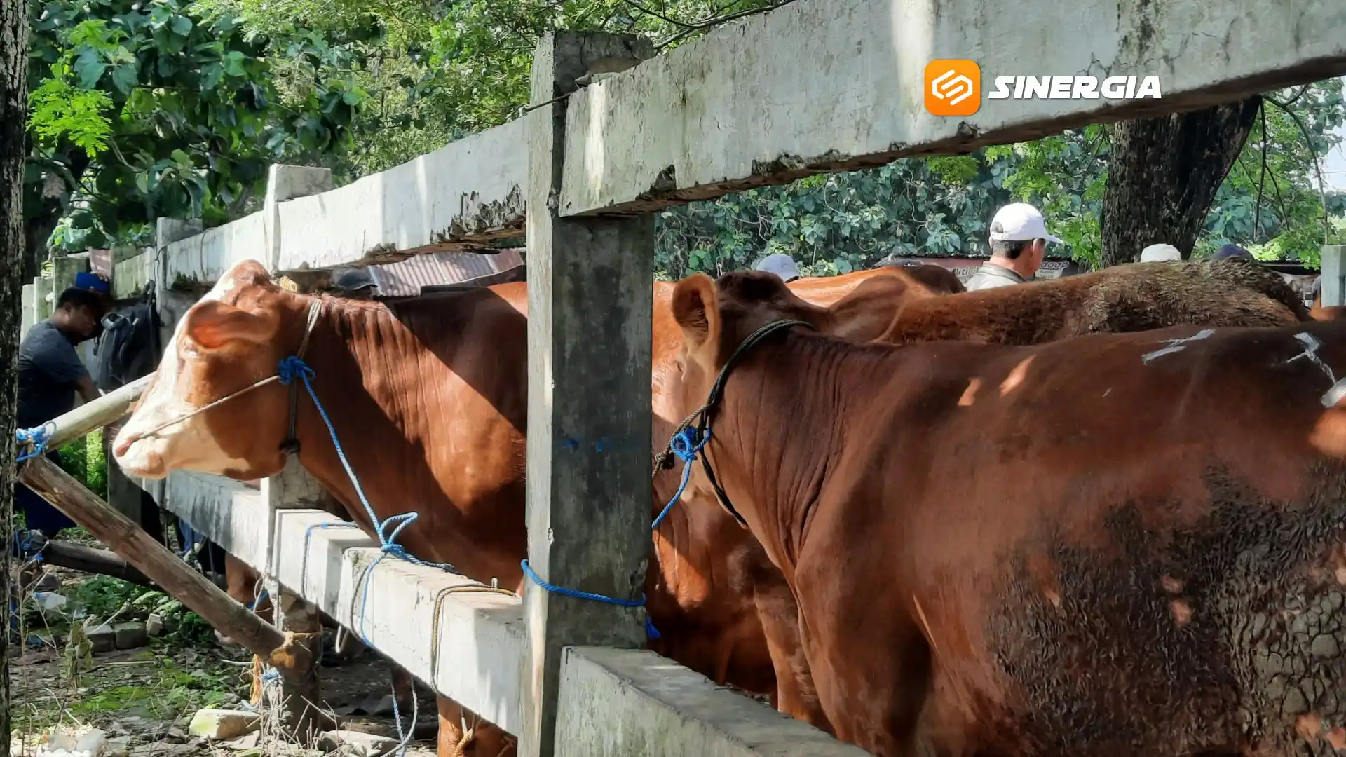 Kasus PMK di Magetan Meningkat, 30 Sapi Terpapar Sepanjang Januari