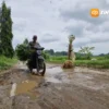 Protes Jalan Rusak, Warga Desa Kaponan Pilih Tanami Pohon Pisang dan Pepaya