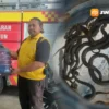 Teror Kobra di Permukiman Warga, Puluhan Bayi Ular Dievakuasi Damkar Madiun