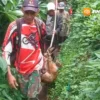 Warga Padas Tangkap Dua Anjing Liar Diduga Pemangsa Belasan Kambing