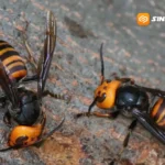 Waspada Tawon Vespa di Permukiman, Sengatan Bisa Picu Kematian