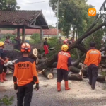 Pohon Trembesi Tumbang Tutup Jalan Kaibon–Nglandung Madiun, Akses Sempat Lumpuh 1,5 Jam