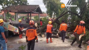 Pohon Trembesi Tumbang Tutup Jalan Kaibon–Nglandung Madiun, Akses Sempat Lumpuh 1,5 Jam